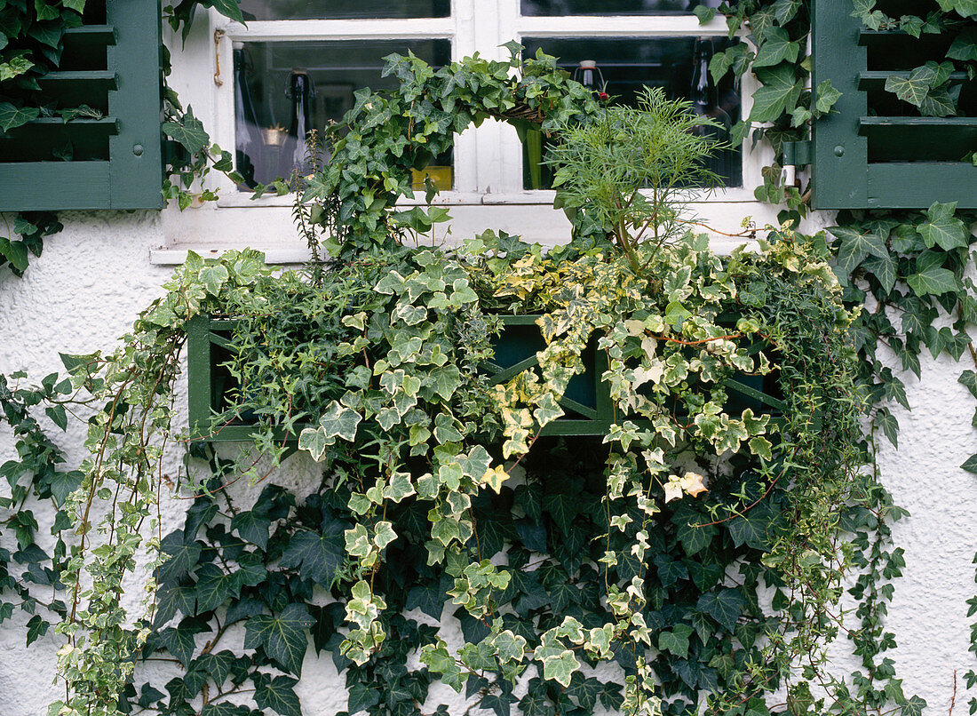 Ivy in the box near the house