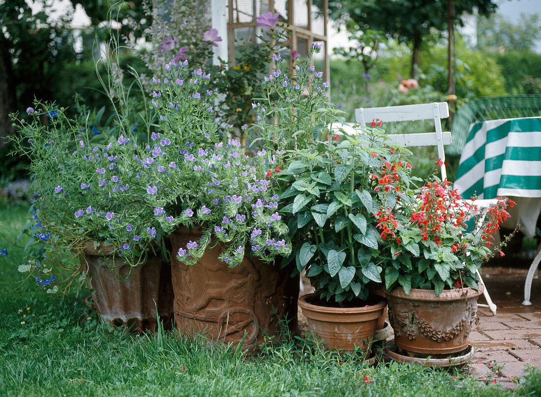 Töpfe mit Echium