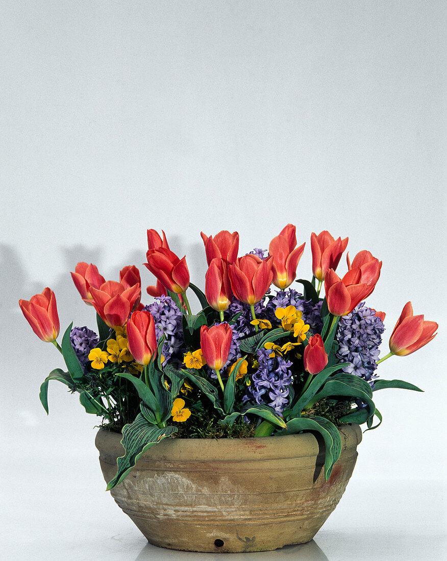Tulip 'Dreamboat', Viola cornuta, Hyacinthus
