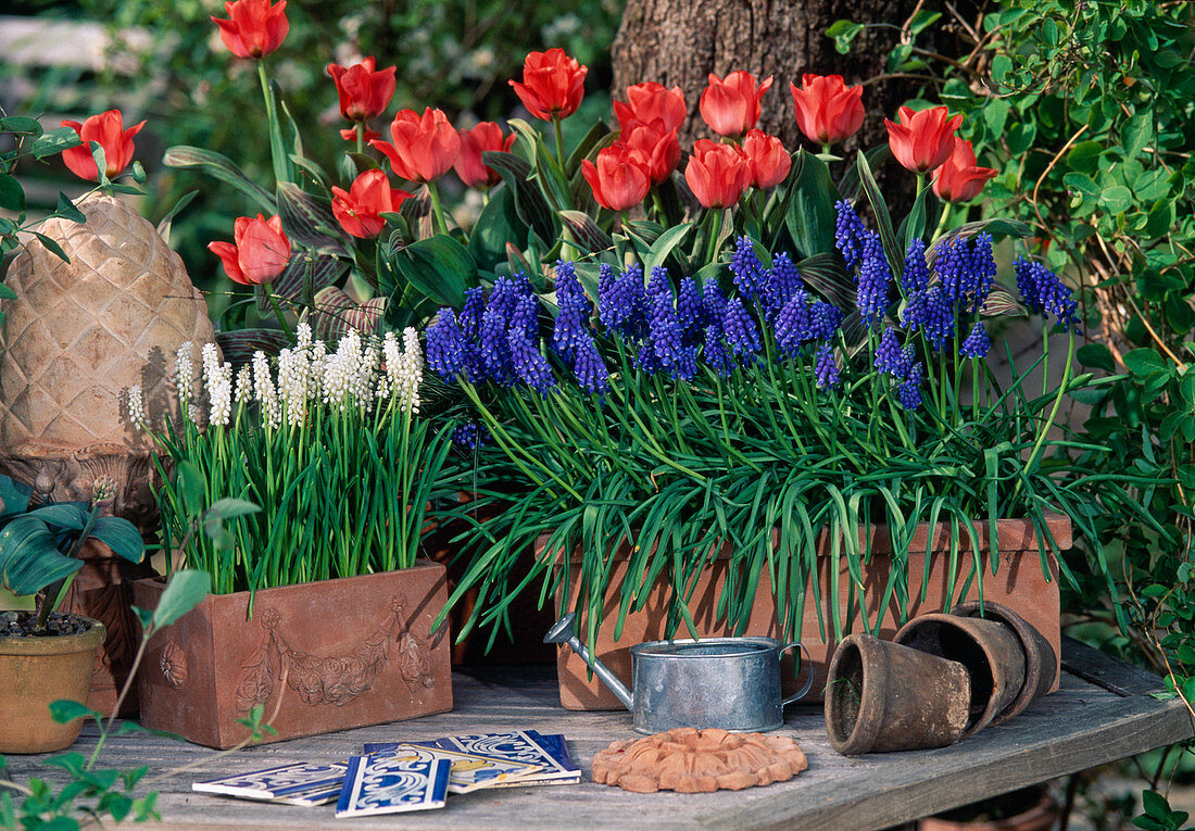 Tulip 'Oratorio', Muscari armeniacum