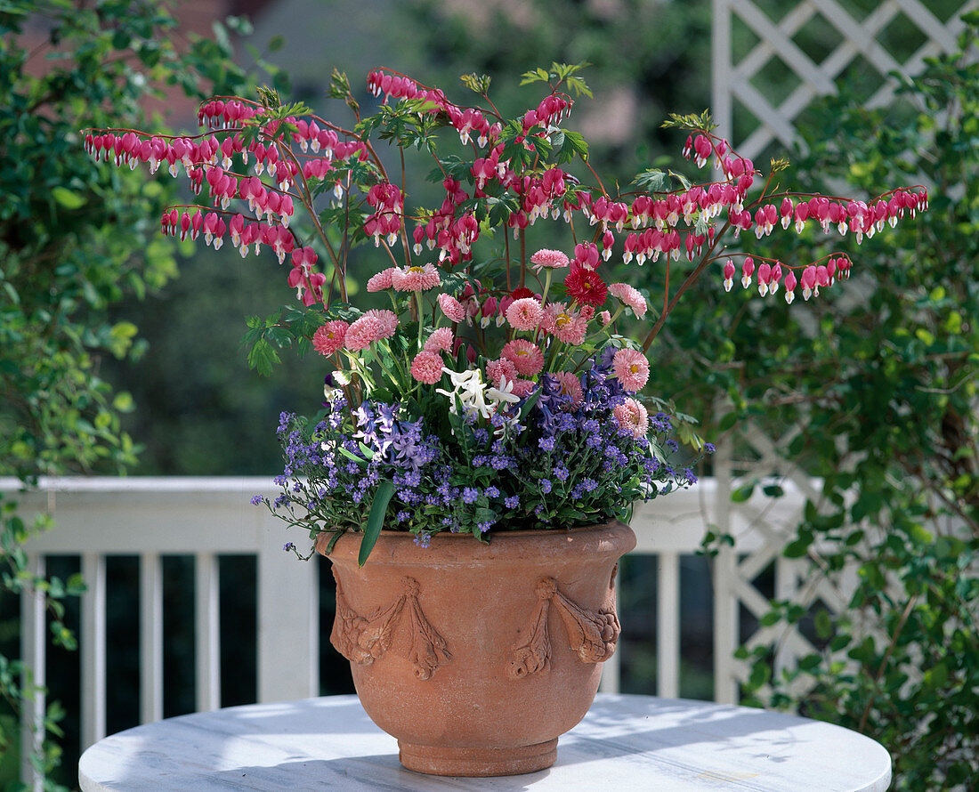 Dicentra spectabilis, Bellis Perennis, Myosotis