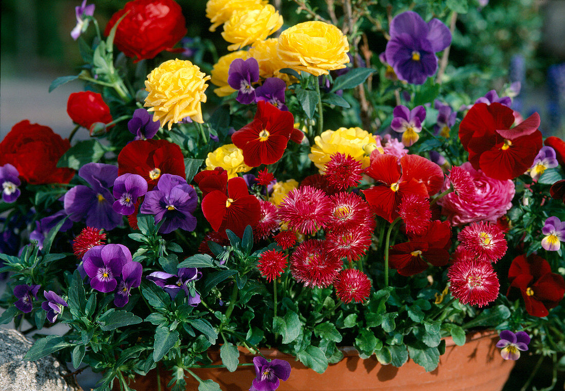 Bowl with Ranunculus asiaticus (ranunculus)