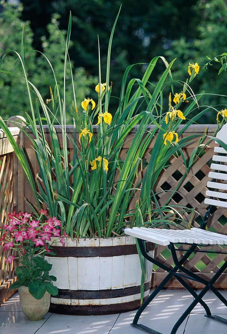 Iris pseudacorus in a barrel