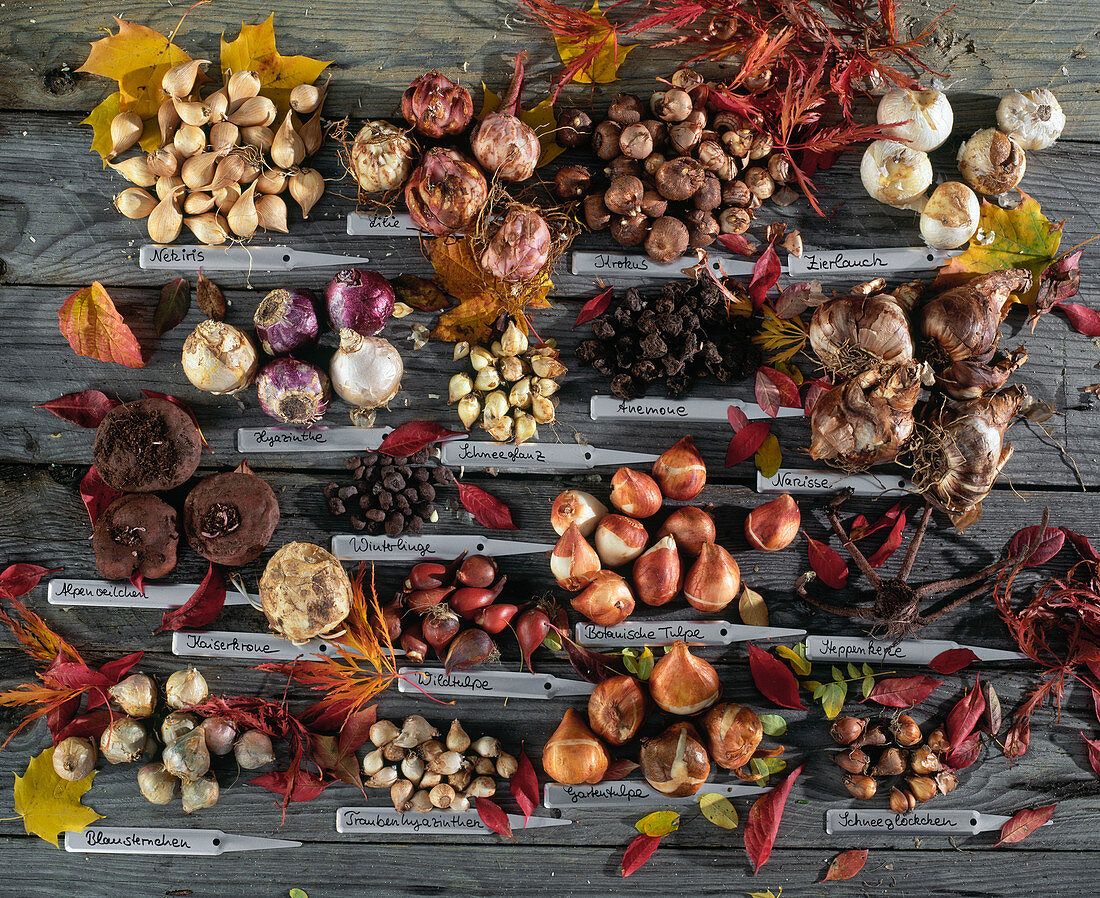 Tableau mit Frühlings-Blumenzwiebeln VON links oben