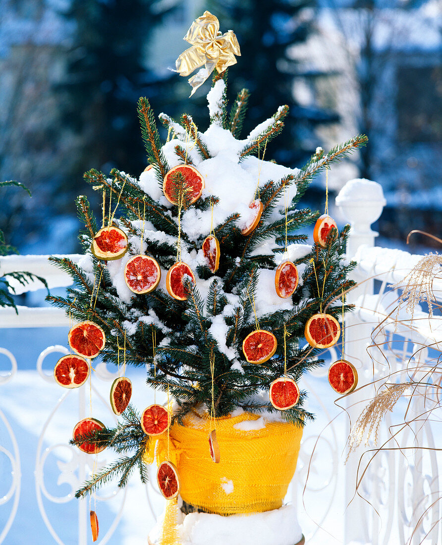 Picea pungens spruce as a living Christmas tree