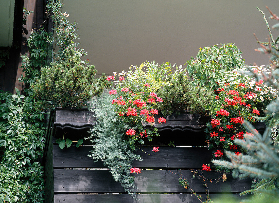 Balcony with pine, lotus, lovage