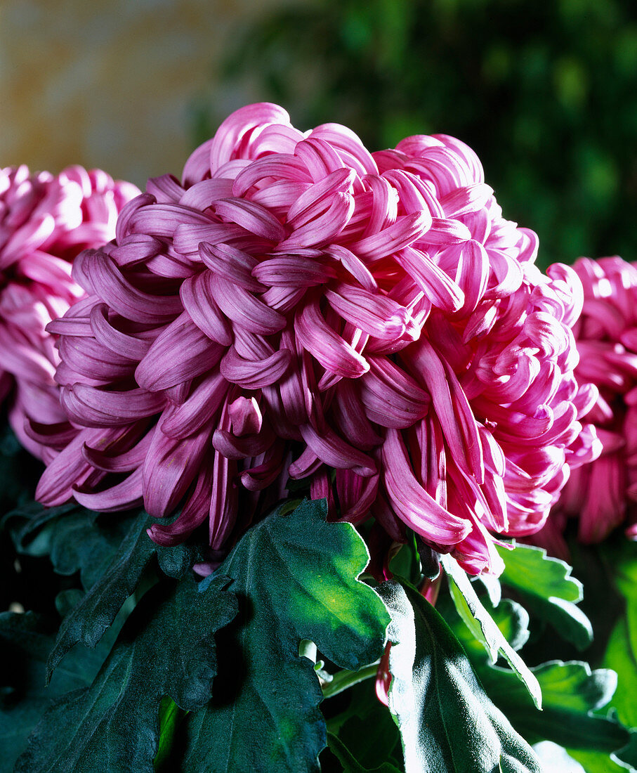 Dendranthema grandiflorum, Grossblumige Herbstchrysantheme