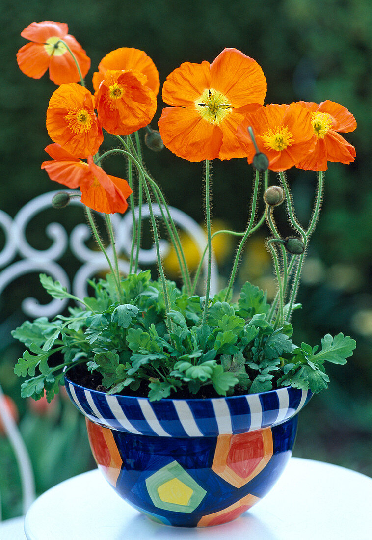 Papaver nudicaule 'Gartenzwerg' (Islandmohn)