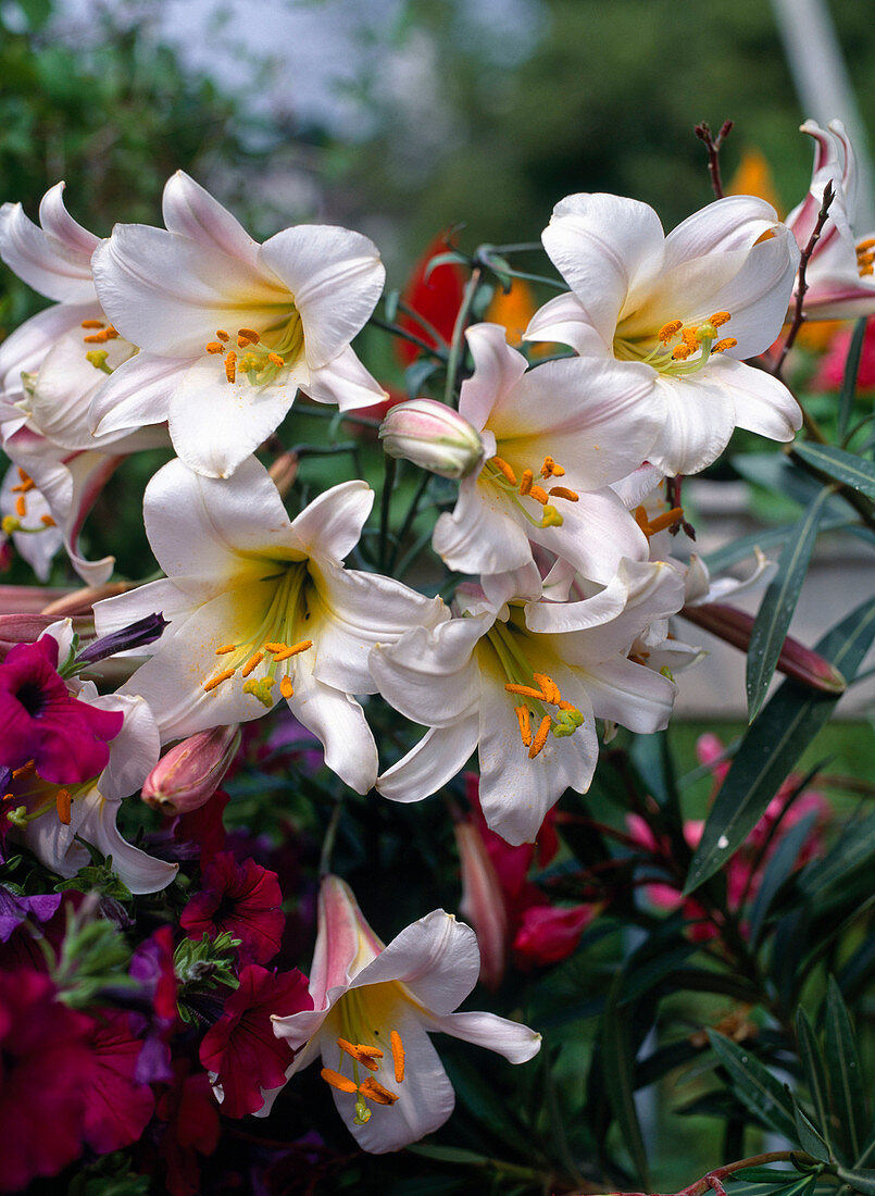 Lilium regale (Königslilie)