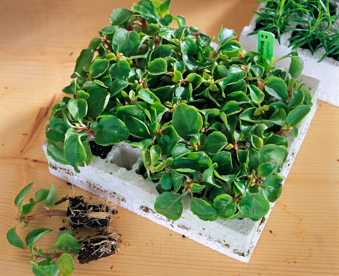 Begonia semperflorens as young plant