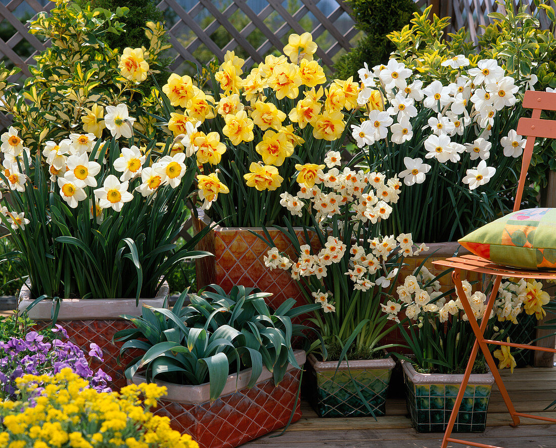 Narcissus 'Tahiti', 'Cragford', 'Flower Record'