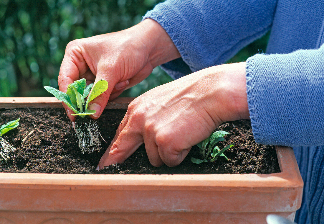 2nd step: Plant seedlings in final distance directly into the box