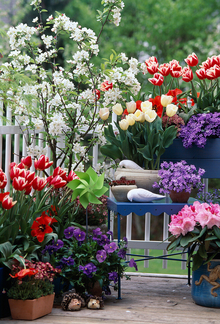 Tulipa 'Lustige Witwe', 'White Dream'