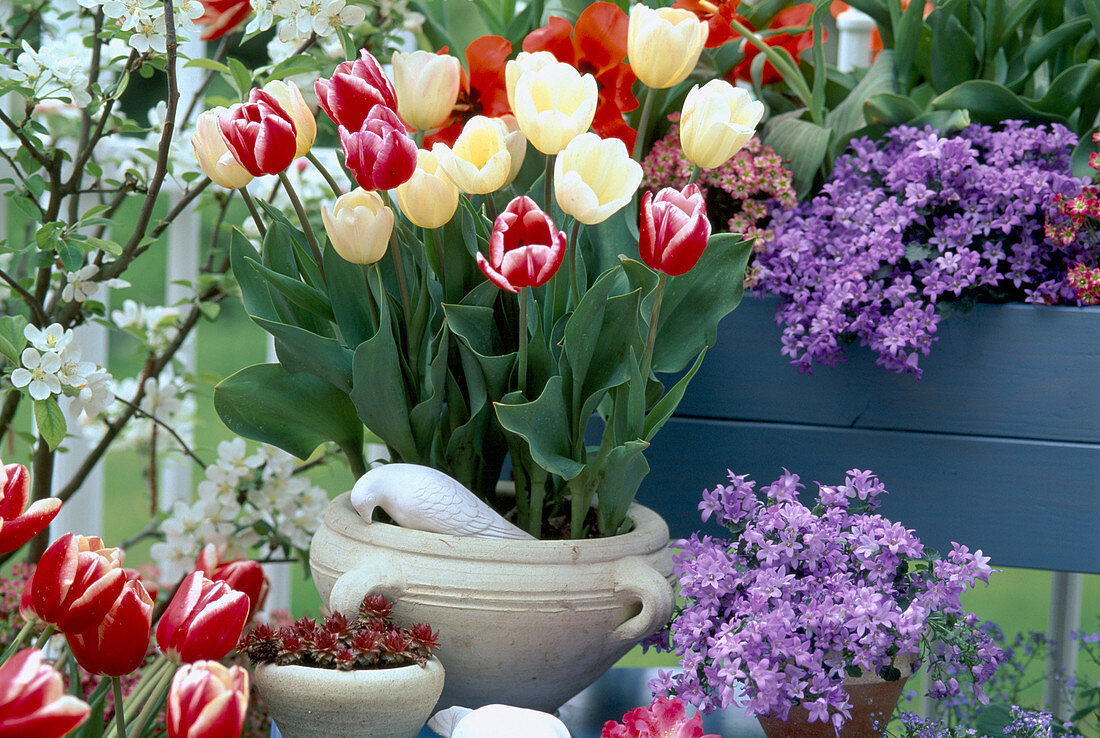 Tulipa 'White Dream', 'Merry Widow'