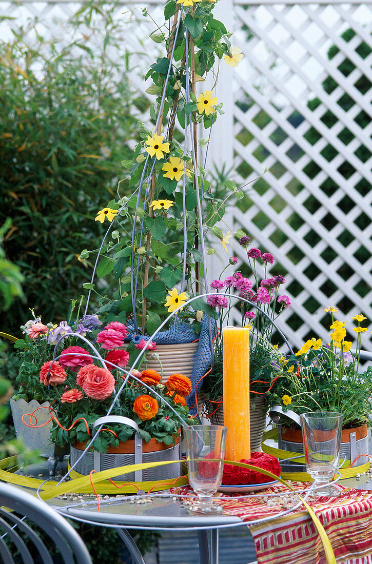 Ranunculus asiaticus Thunbergia (Schwarzäugige Susanne)