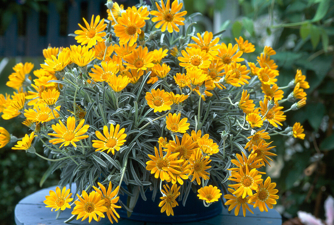 Gazania rigens 'Sun Gold' (midday flower)