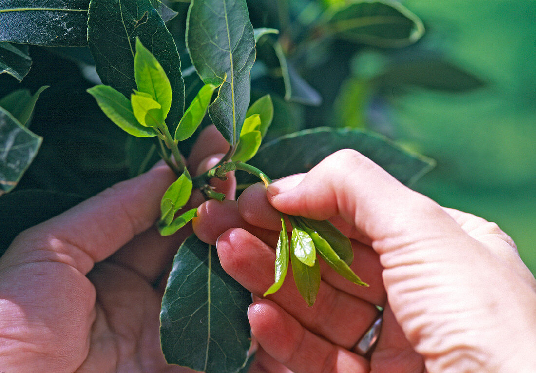 Laurus (Lorbeer): Junge Triebe bis spätestens