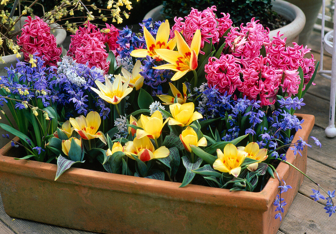 Hyacinthus orientalis, Tulipa hybrid (Tulip)