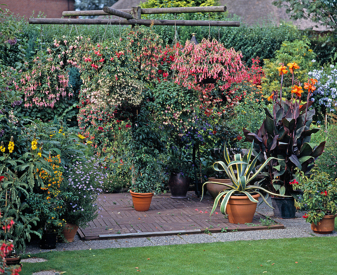 Fuchsia traffic lights