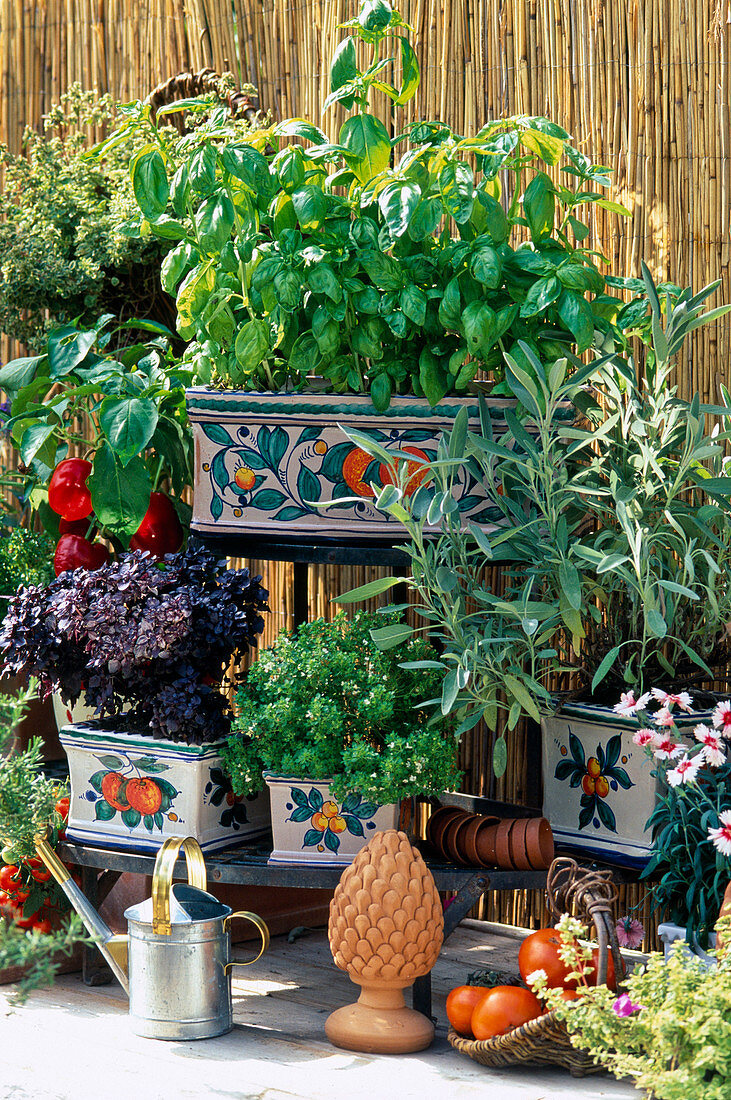 Toscana balcony, basil, Salvia officinalis