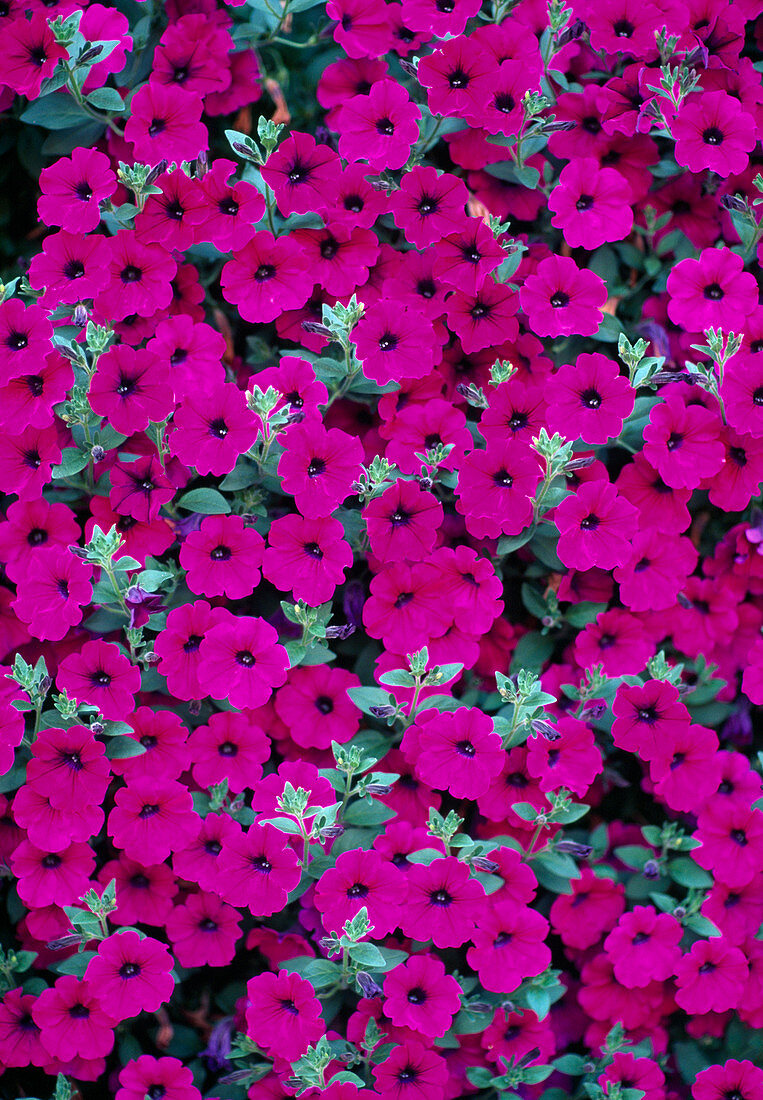 Petunia Surfinia-Hybr. 'Purple Mini'