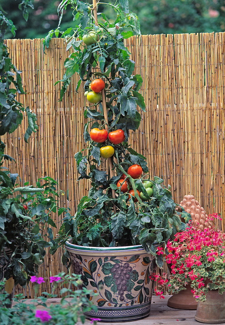 Tomate 'Carotina' (Lycopersicon)