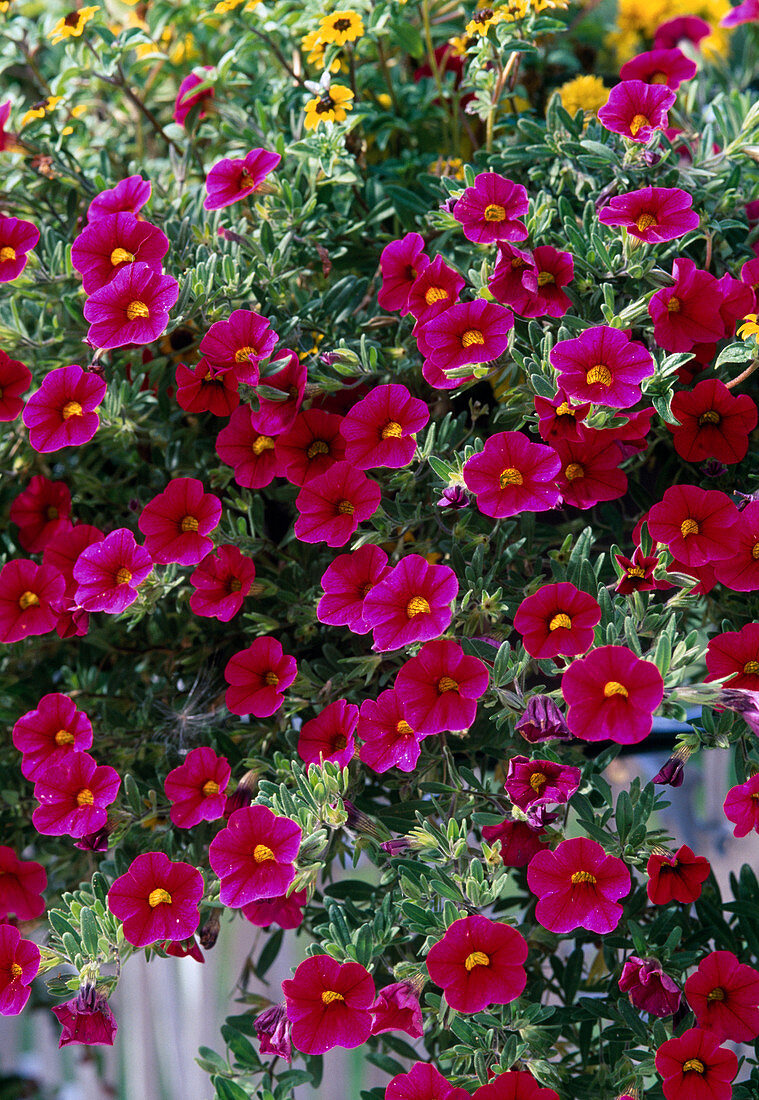 Petunia 'Carillon Rose' (Mini-Hängepetunie)