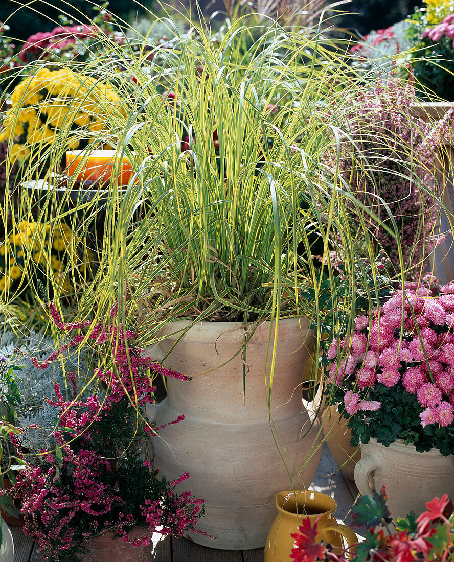 Cortaderia sellowiana 'Variegata' (Variegated Pampas Grass)