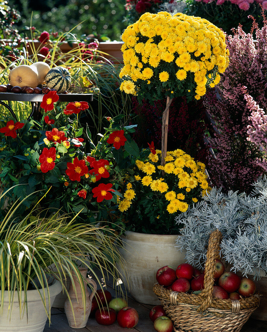 Dendranthema indicum, Herbstchrysantheme