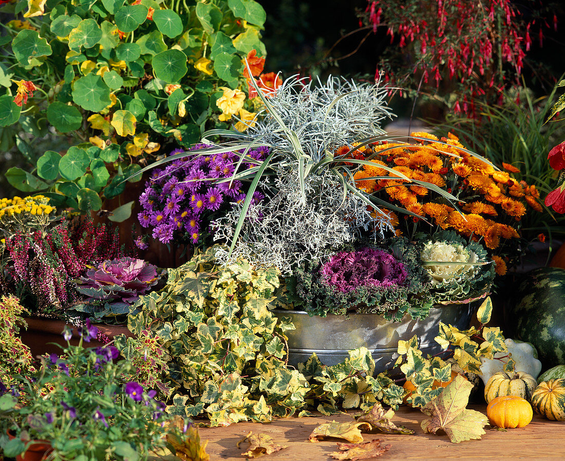 Astern, Dendranthema, Brassica, Hedera, Calluna, Carex, Helichrysum angustifolium