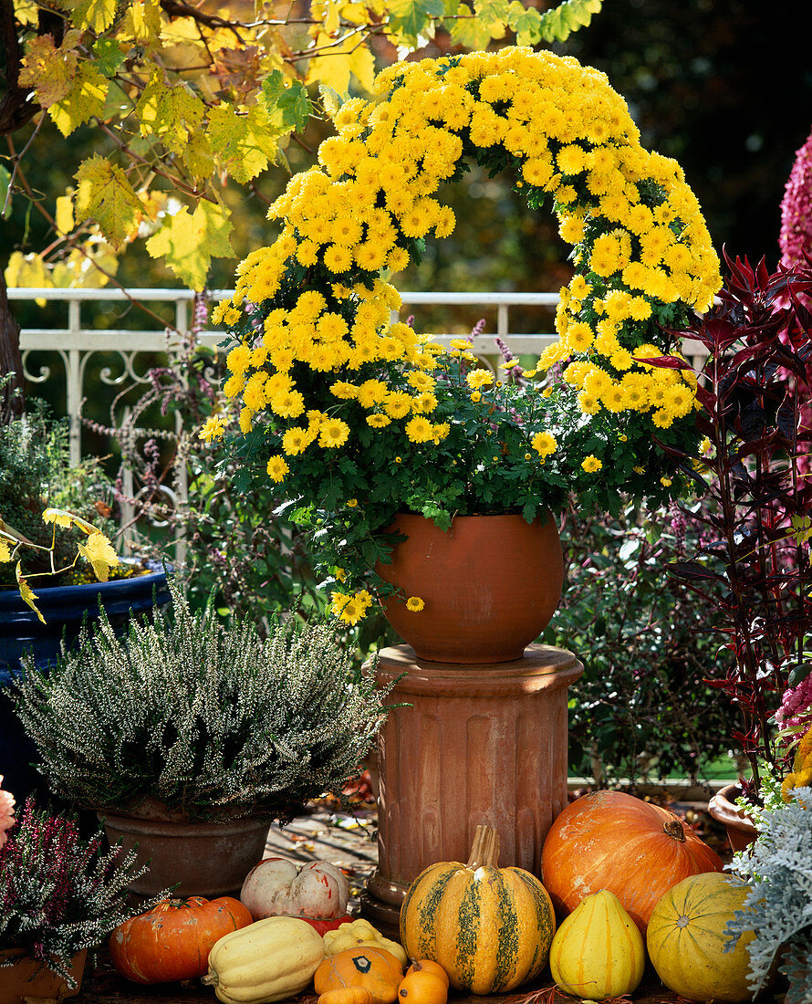 Dendranthema indicum, Herbstchrysantheme zu einem Bogen gewachsen