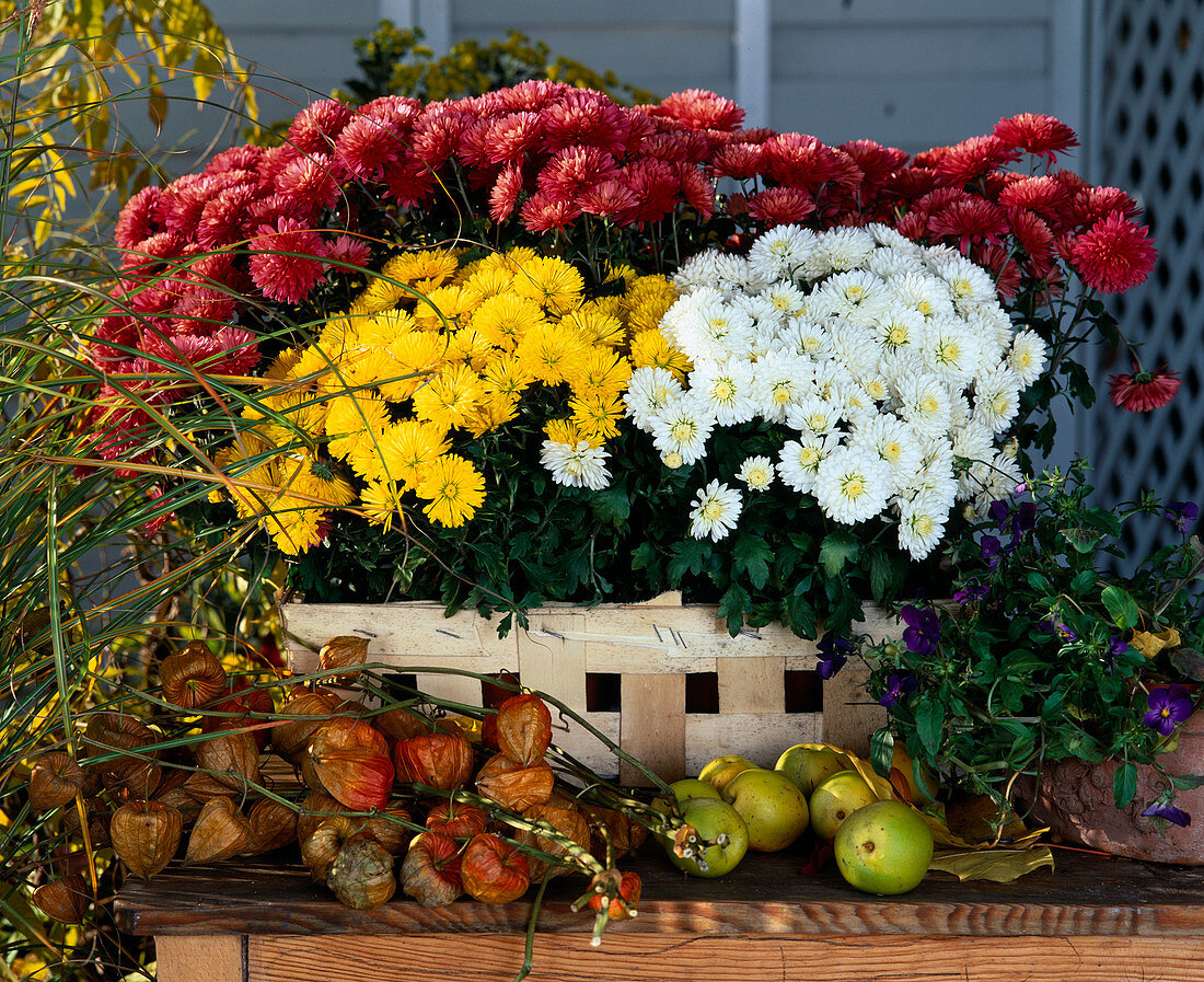 Dendranthema indicum, (Herbstchrysantheme)