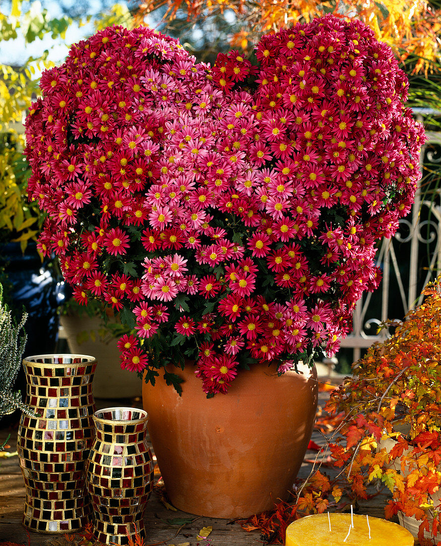 Dendranthema indicum, Herbstchrysantheme in herzförmigem Gewand