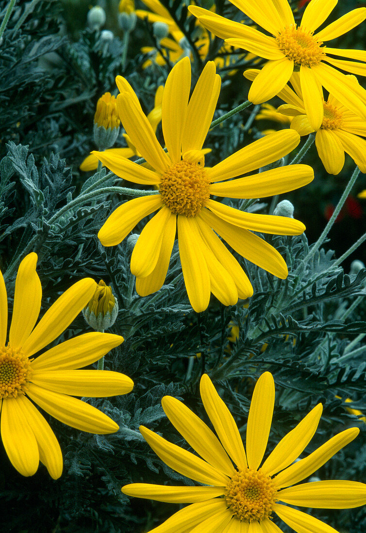 Euryops chrysanthemoides