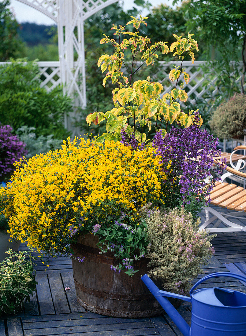 Cytisus (broom, salvia, thyme)