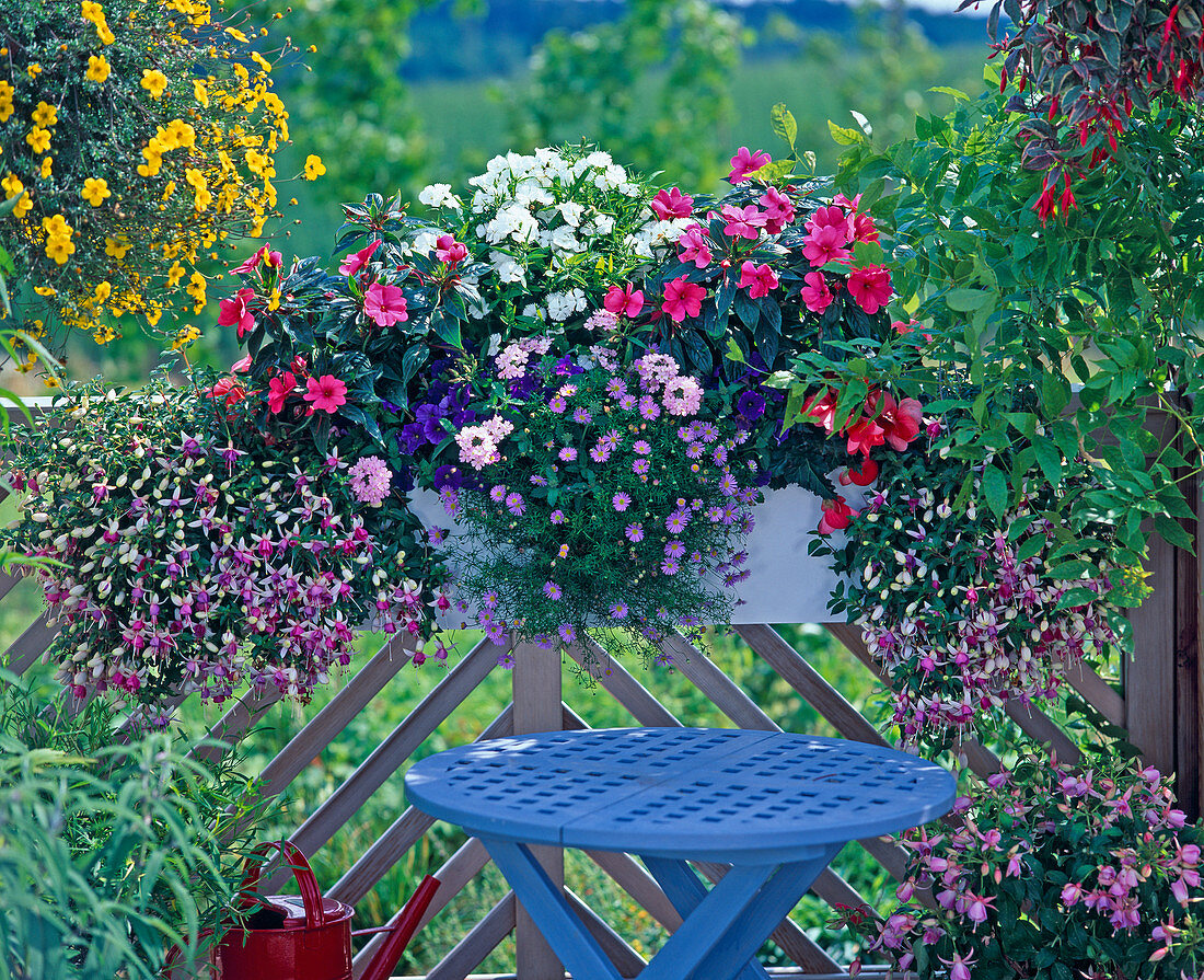 Impatiens-Hybride, Dianthus