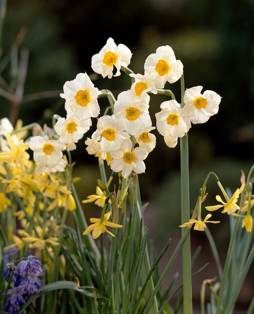 Narcissus jonquilla 'Sugarbush'