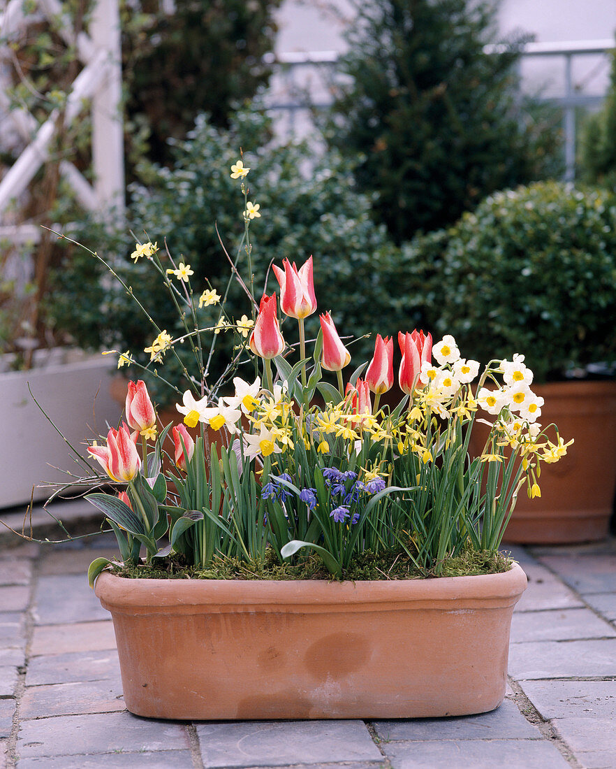 Tulipa 'Plaisir', Jasminum nudiflorum (Winter Jasmine)