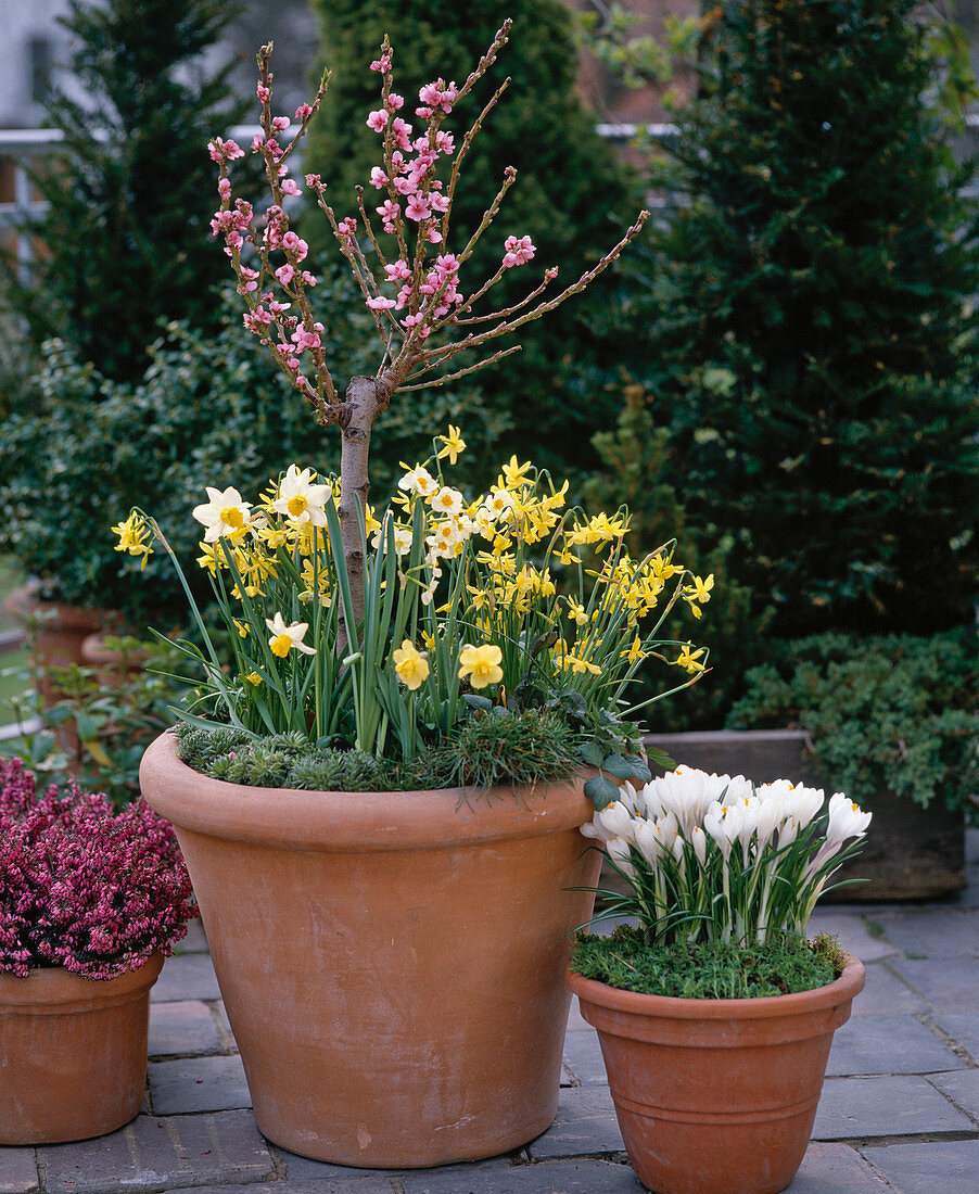 Prunus persica (dwarf peach)