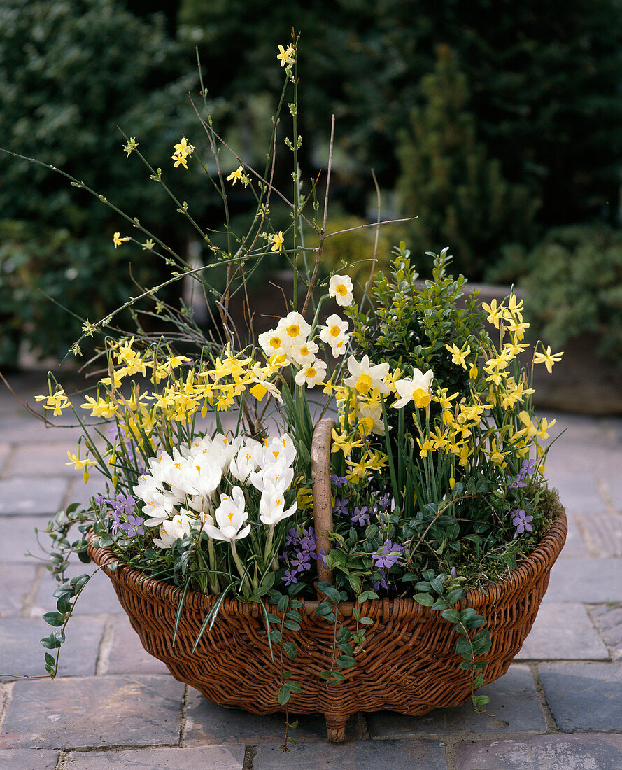 Crocus vernus, Narcissus, Jasminum nudiflorum