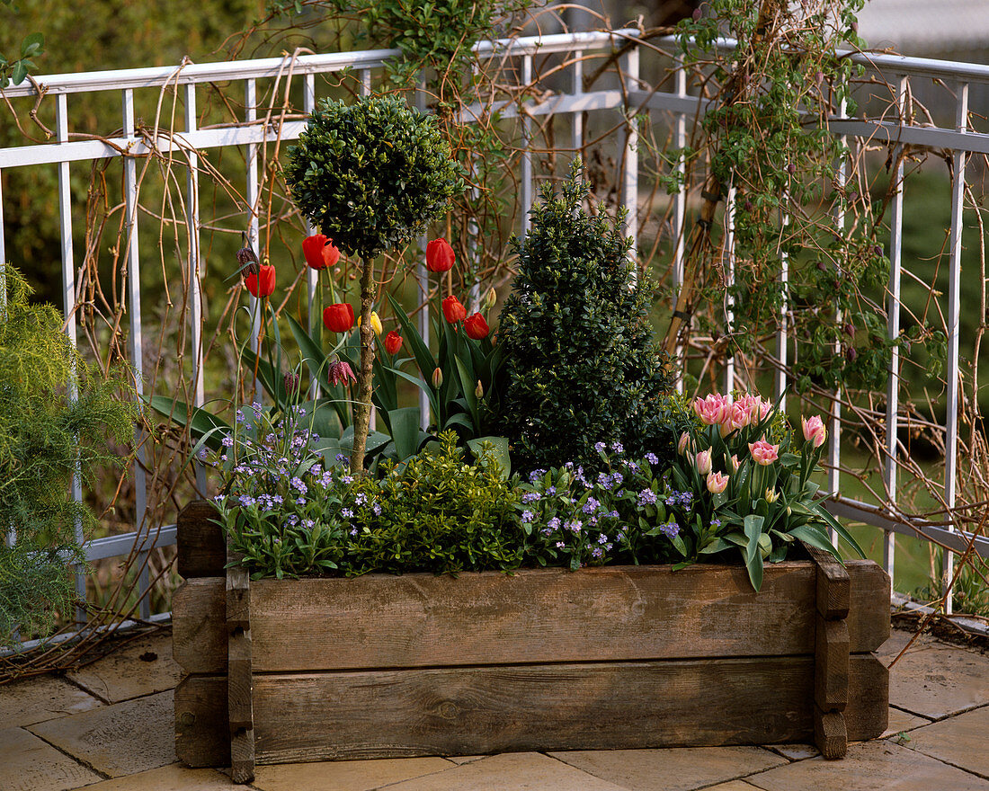 Buxus (Buchs) Kegel und Stämmchen, Tulipa (Tulpen), Myosotis