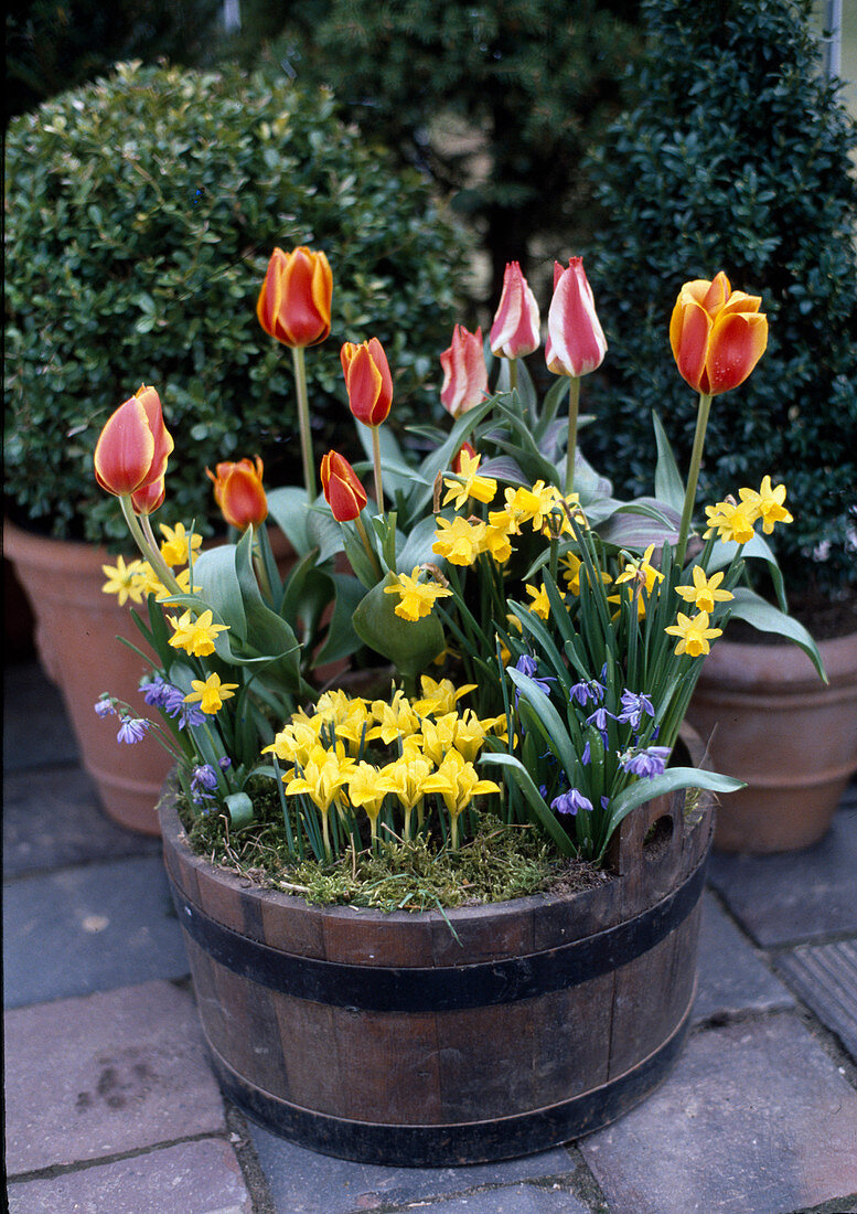 Barrel with tulips, daffodils, iris and blue star