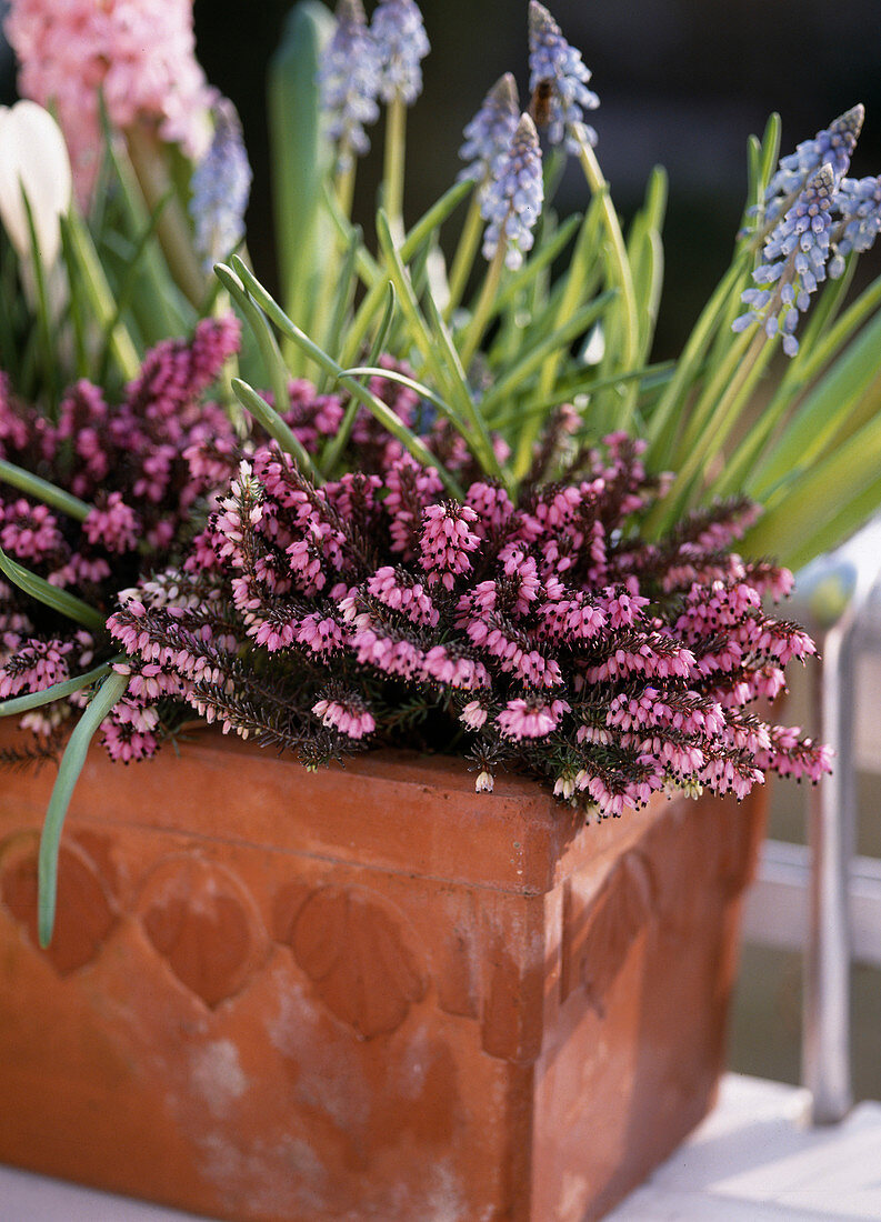 Erica carnea