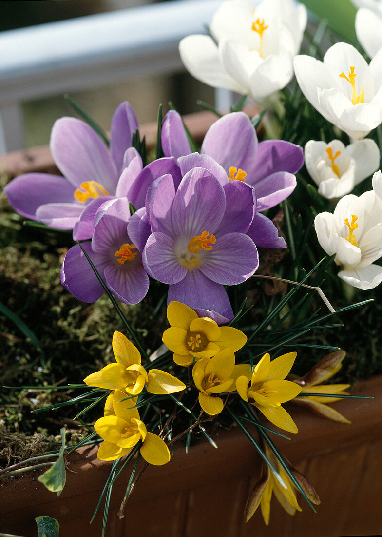 Crocus vernus