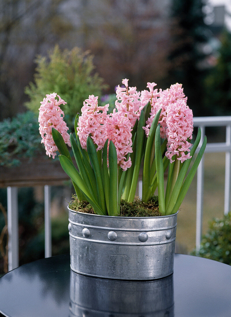 Hyacinthus orientalis