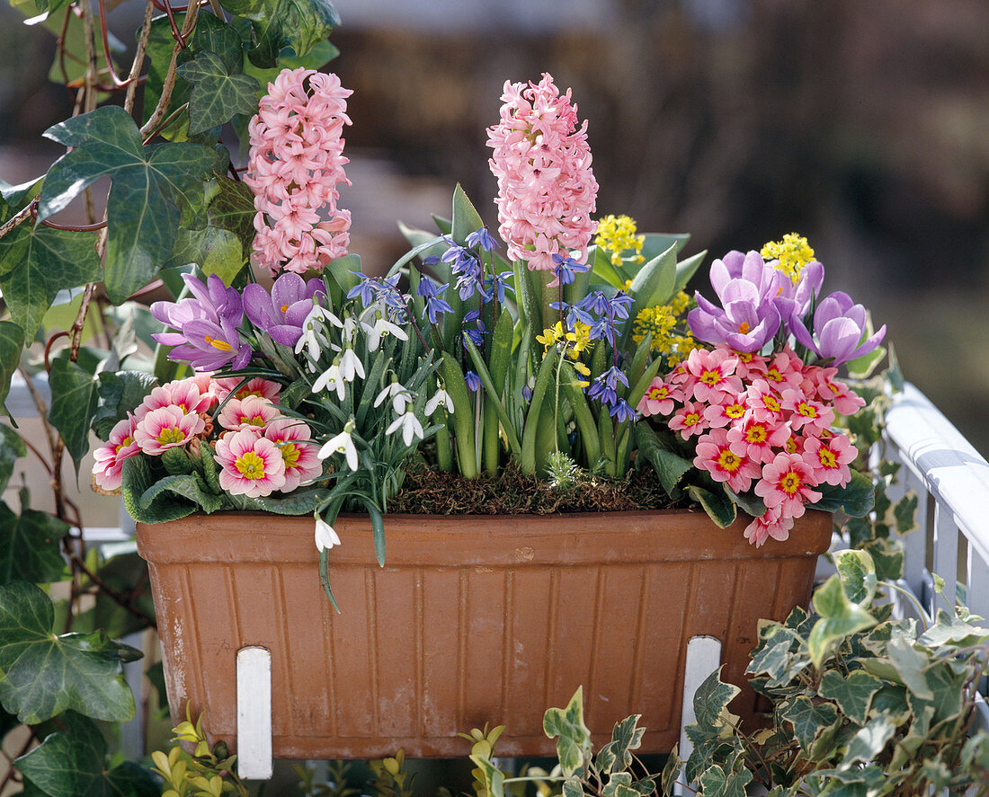 Hyacinthus orientalis, Scilla siberica