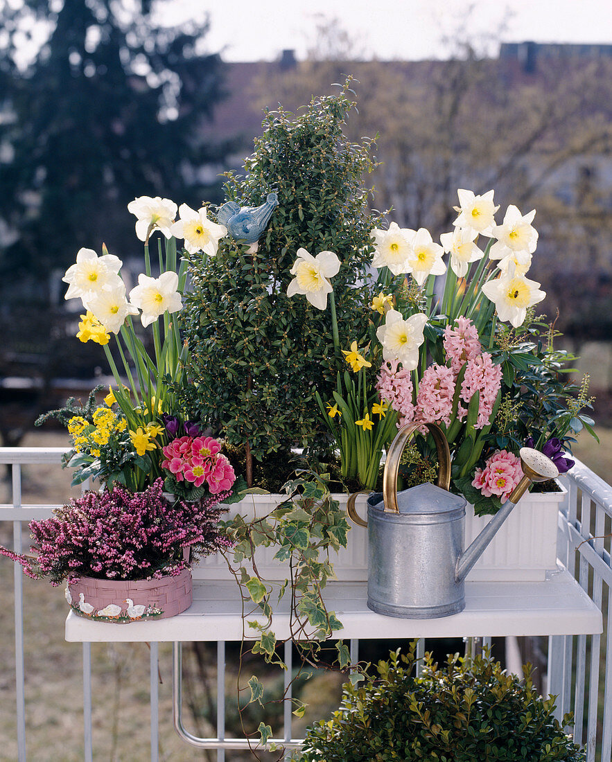 Buxus, Hyacinthus Orientalis, Narcissus