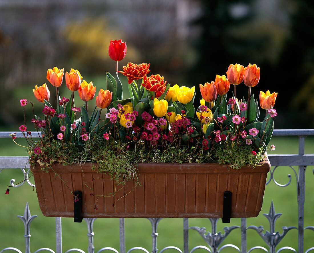 Tulip hybrids