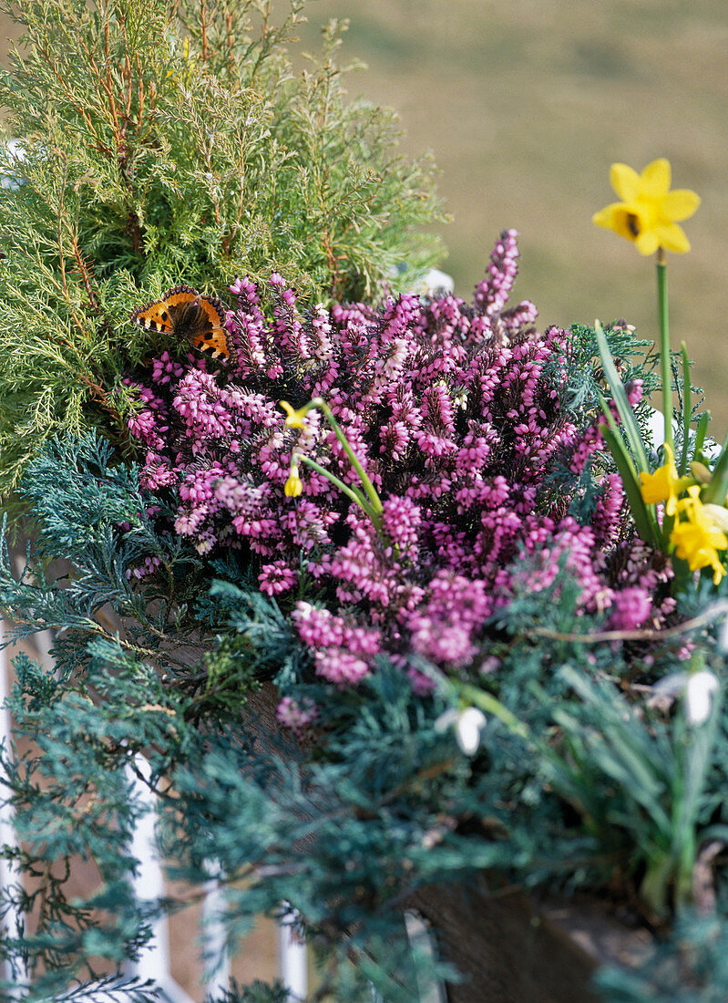 Erica carnea with first spring butterfly
