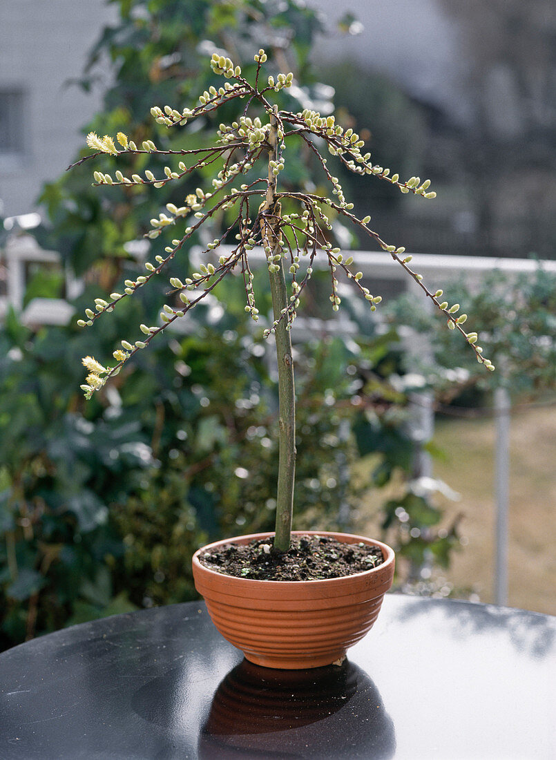 Salix repens 'Jona'